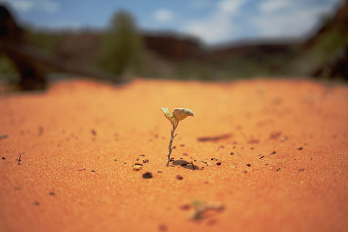 Selective focus photography of green plant