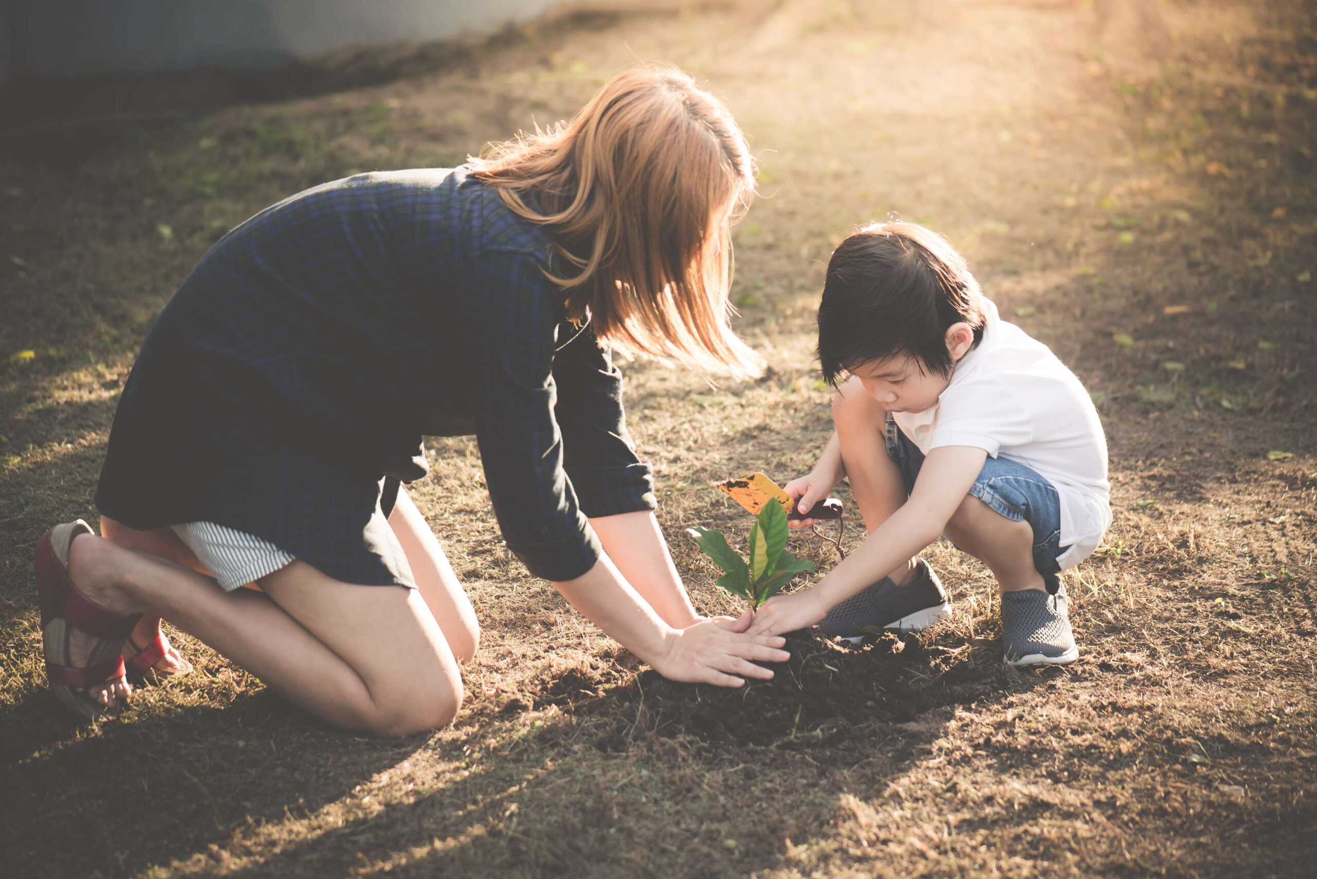 Adult and child kneeling in sunlit yard planting a small sapling together, hands in soil
